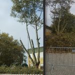Corte arvores de escola apulia esposende
