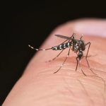 mosquito-tigre zika dengue vila verde ULS Braga