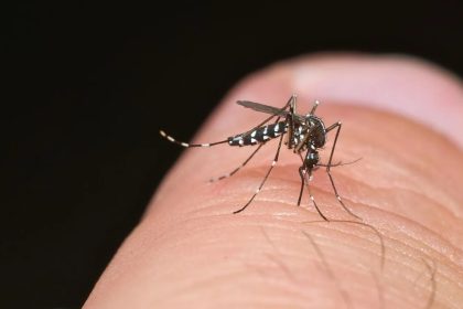 mosquito-tigre zika dengue vila verde ULS Braga