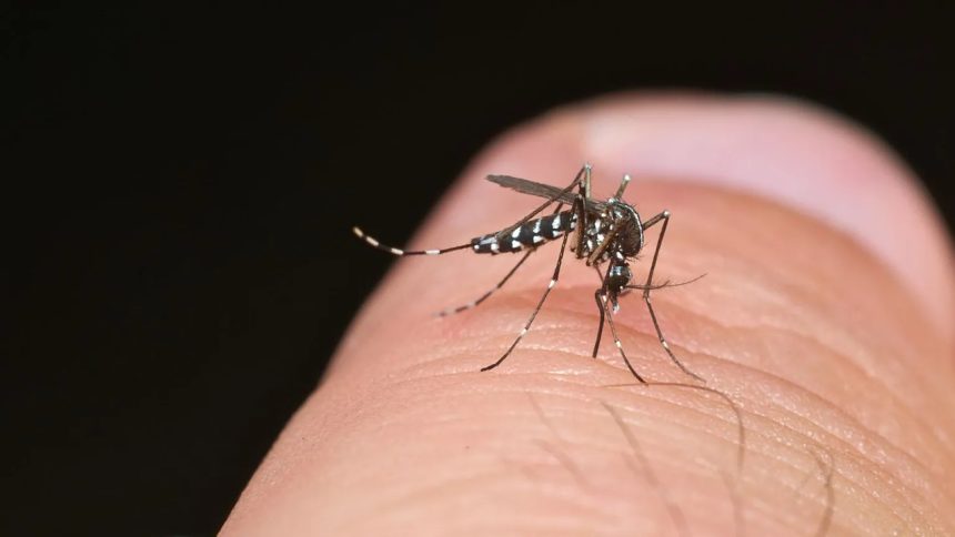Alerta!! Mosquito-tigre que transmite "dengue" ou "zika" detetado no concelho de Vila Verde mosquito-tigre zika dengue vila verde ULS Braga