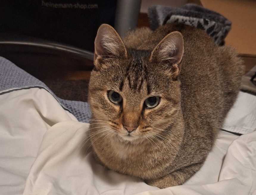 Gato "liberal" da candidata de Barcelos reencontrado a 60km de casa gato barcelos braga porto magda ferro IL
