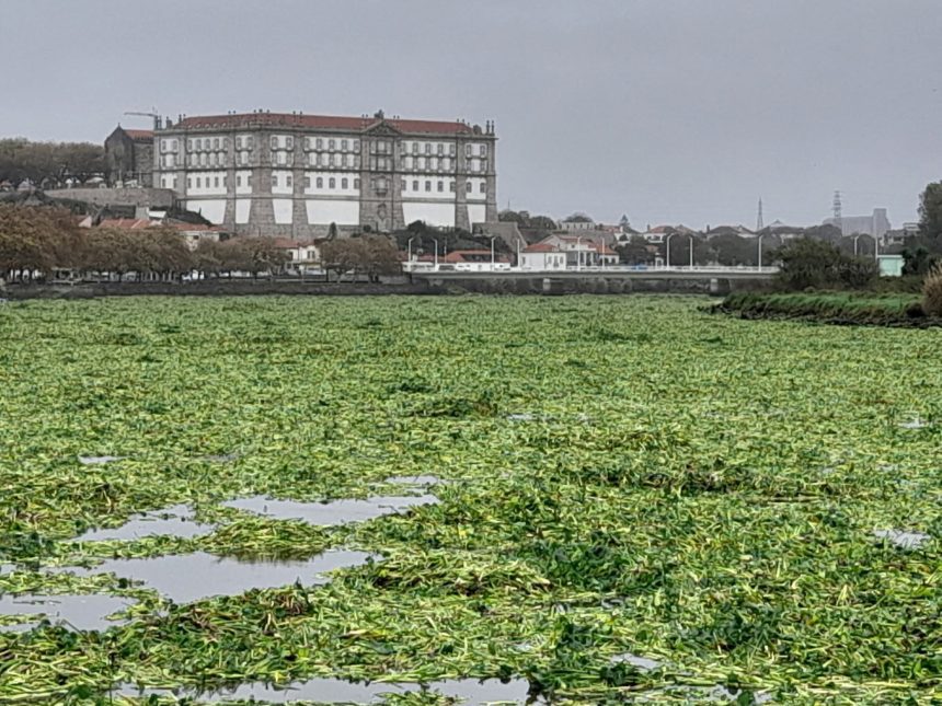 jacintos vila do conde