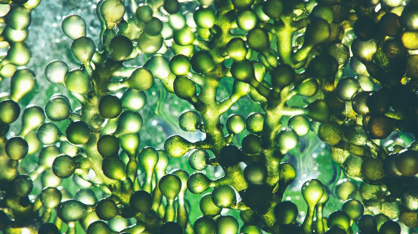 A magia das microalgas: a nova fronteira da alimentação sustentável microalgas