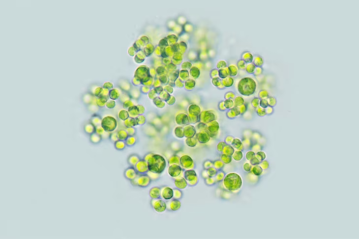 A magia das microalgas: a nova fronteira da alimentação sustentável microalgas 3 1