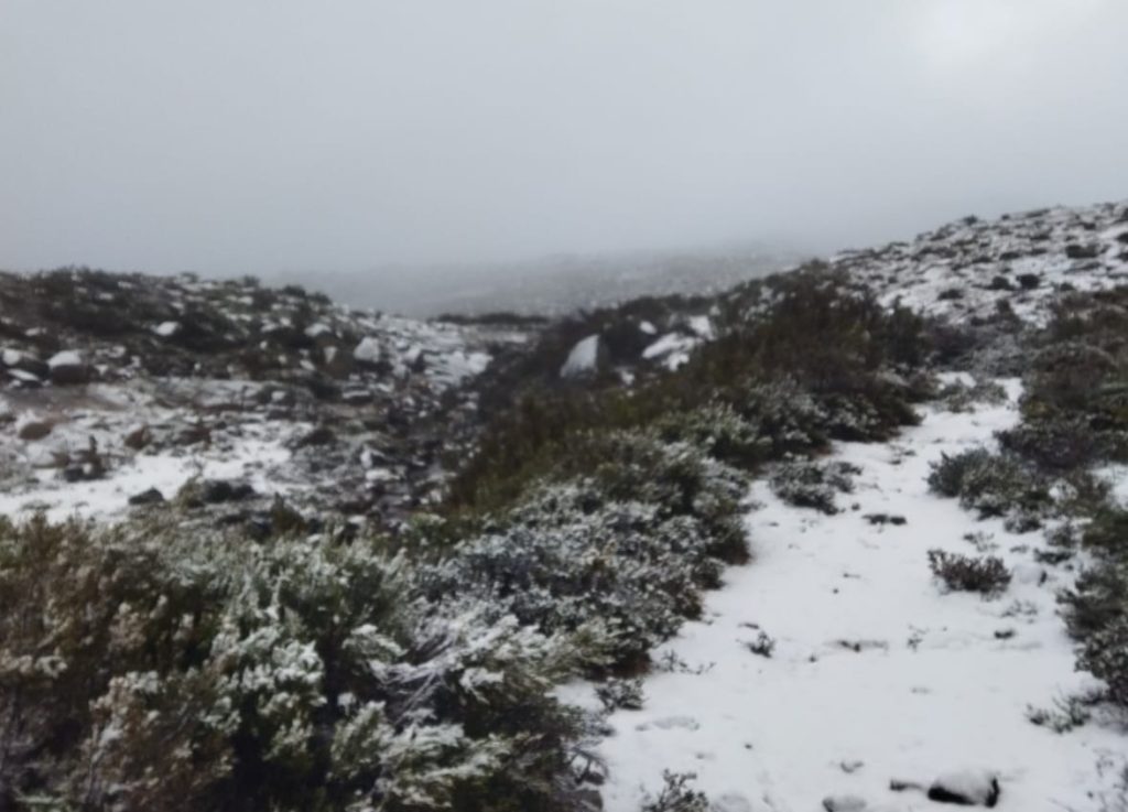 Neve carris geres