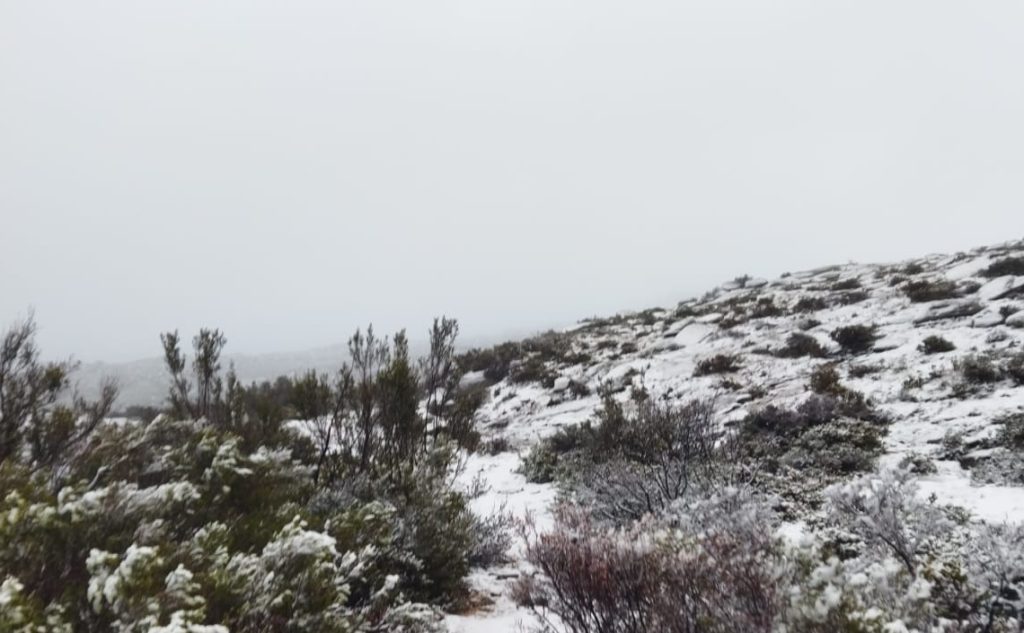 Neve carris geres