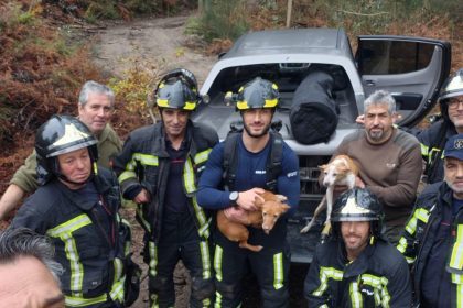 Salvamento animal BS Braga duas cadelas - 3