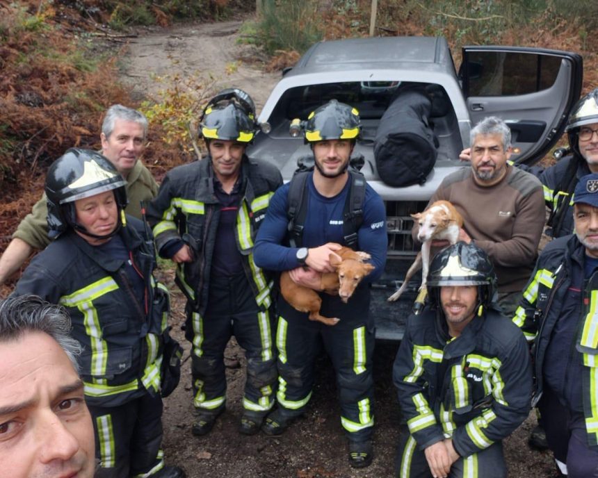 Salvamento animal BS Braga duas cadelas - 3