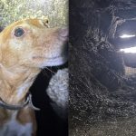 salvamento animal caes braga escudeiros BS Braga Bombeiros