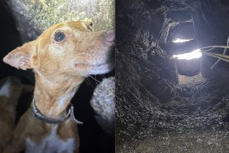 salvamento animal caes braga escudeiros BS Braga Bombeiros