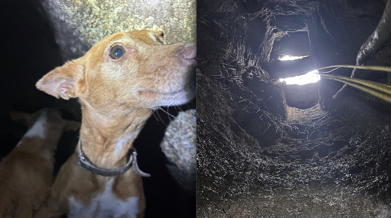 salvamento animal caes braga escudeiros BS Braga Bombeiros