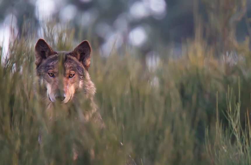 Lobo