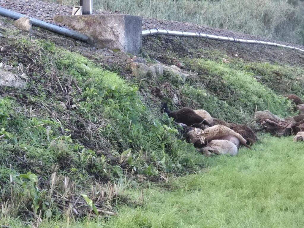Comboio regional da CP mata cerca de 100 ovelhas ovelhas mortas por comboio portugal