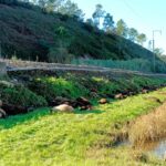 ovelhas mortas portugal comboio