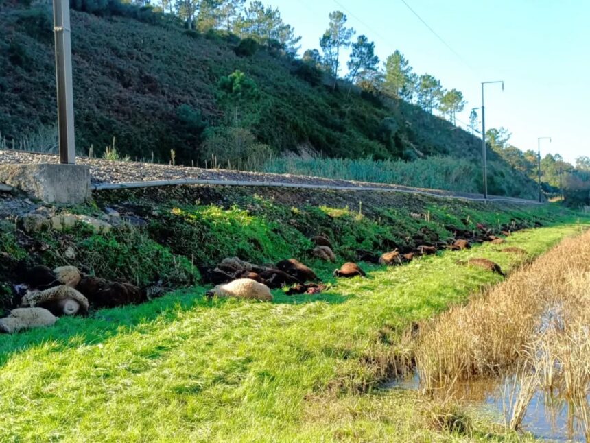 Comboio regional da CP mata cerca de 100 ovelhas ovelhas mortas portugal comboio