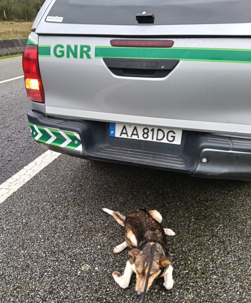 Viana: Resgate na A27 termina em atendimento de urgência a cão ferido resgate animal viana a27
