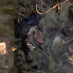 oliveira de frades viseu, acidente ponte morte tio sobrinhas