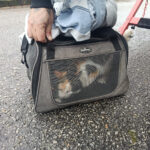 socorro de gata em Viana do Castelo RAV bombeiros - 1