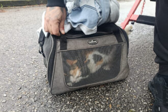 socorro de gata em Viana do Castelo RAV bombeiros - 1