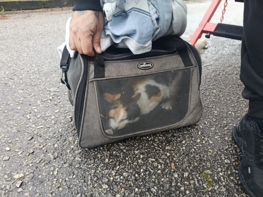 Viana: (vídeo) Gata presa numa árvore durante dois dias é resgatada socorro de gata em Viana do Castelo RAV bombeiros - 1