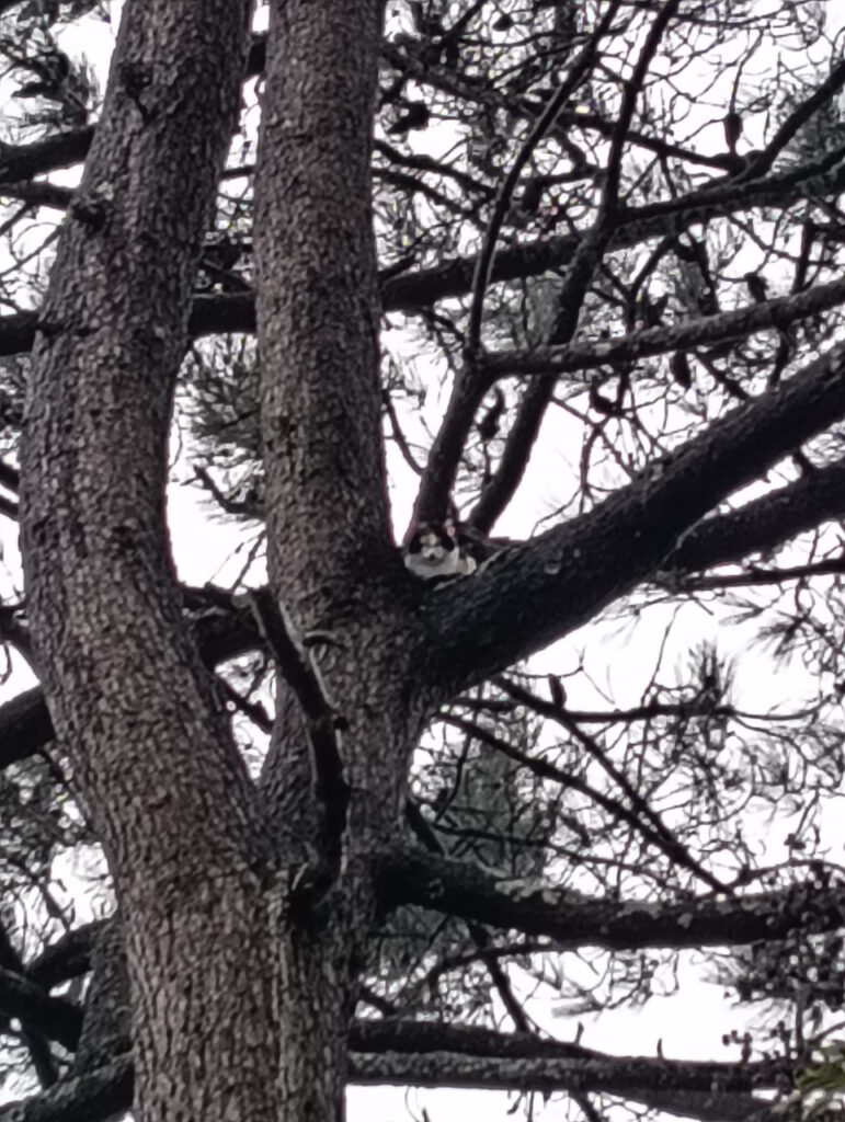 Viana: (vídeo) Gata presa numa árvore durante dois dias é resgatada socorro de gata em Viana do Castelo RAV bombeiros - 1