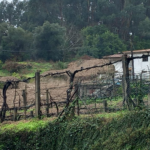 Ponte da Barca Deslizamento de terras destrói habitação e obriga a retirar sete pessoas
