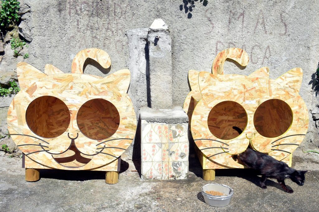 Programa CED Colonia de Gatos 1