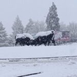 neve montalegre