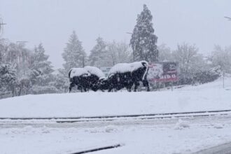 neve montalegre