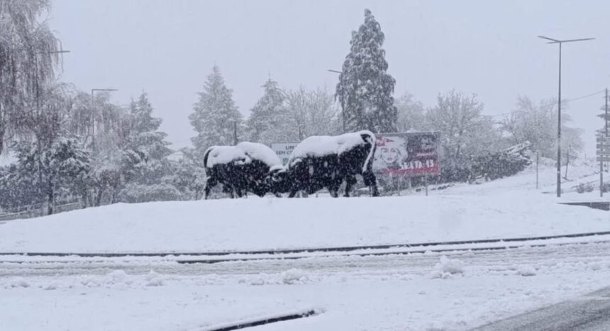 (vídeo) Montalegre acorda pintado de branco: “um mar de neve” fecha escolas neve montalegre