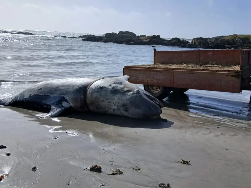 Viana: Cadáver de orca dá à costa na Praia Norte orca viana do castelo