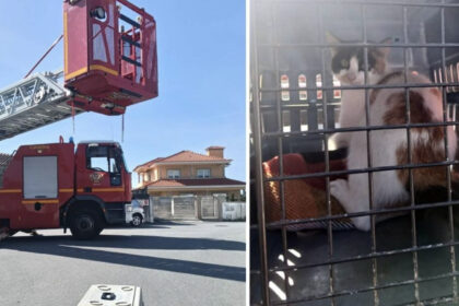 resgate de gata viana