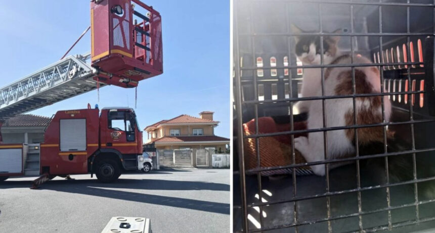 resgate de gata viana