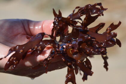 Esposende Museu do Sargaço dedica dia ao mundo das algas com ciência e arte
