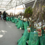 Famalicao arvores - 2