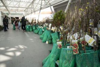 Famalicao arvores - 2