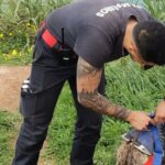 Lourinhã Cão resgatado sem ferimentos após ficar preso em arriba na praia de Vale dos Frades