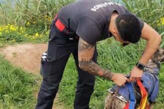 Lourinhã Cão resgatado sem ferimentos após ficar preso em arriba na praia de Vale dos Frades