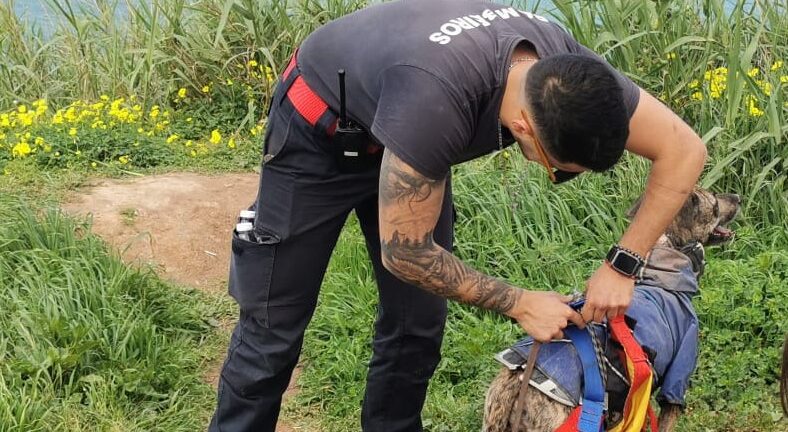 Lourinhã Cão resgatado sem ferimentos após ficar preso em arriba na praia de Vale dos Frades