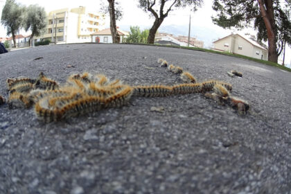 lagarta do pinheiro