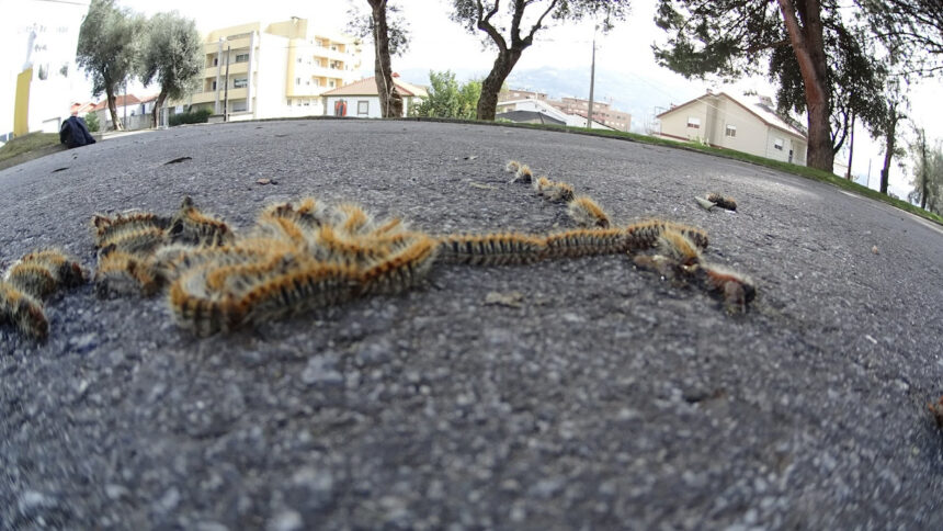 lagarta do pinheiro