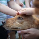 Braga Programa Voluntaria-te sensibiliza centenas de crianças para o bem-estar animal