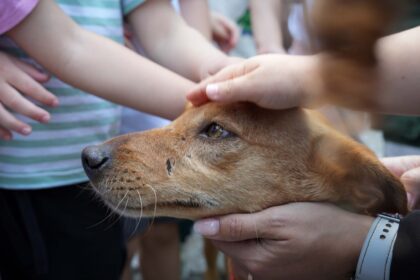 Braga Programa Voluntaria-te sensibiliza centenas de crianças para o bem-estar animal