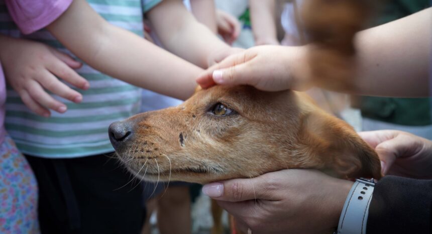 Braga Programa Voluntaria-te sensibiliza centenas de crianças para o bem-estar animal