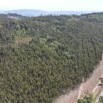 Braga Proteção Civil planta cerca de 1900 árvores para prevenir incêndios