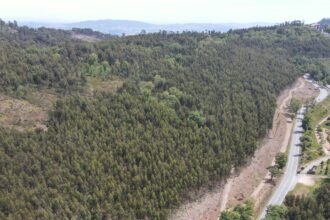 Braga Proteção Civil planta cerca de 1900 árvores para prevenir incêndios