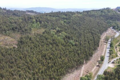 Braga Proteção Civil planta cerca de 1900 árvores para prevenir incêndios