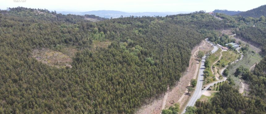 Braga Proteção Civil planta cerca de 1900 árvores para prevenir incêndios