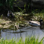patos canal esposende fotografia natureza