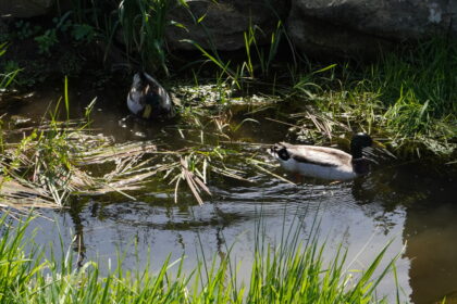 patos canal esposende fotografia natureza